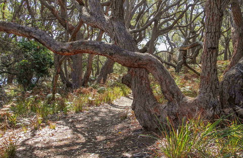 Middle Lagoon Walking Track - Accommodation Whitsundays 0