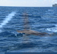 Minyama - Accommodation Whitsundays