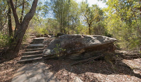 Mooney Mooney Nature Walk - Accommodation Whitsundays 0