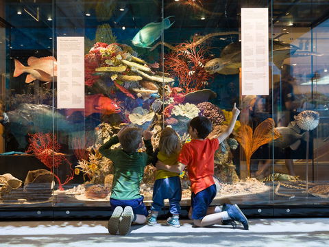 Queensland Museum - Accommodation Whitsundays 1