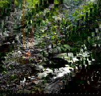 Strickland State Forest - Accommodation Whitsundays