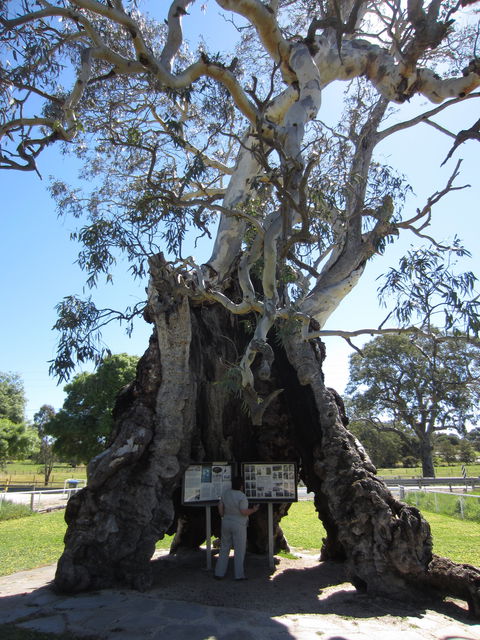 The Herbig Family Tree - Accommodation Whitsundays 0