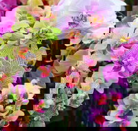 Tinonee Orchid Nursery - Accommodation Whitsundays