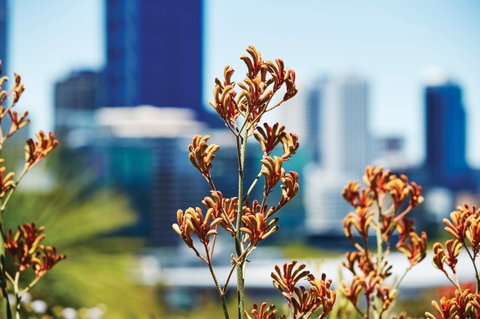 A Day In Perth - Accommodation Whitsundays 1