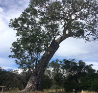 Bilston's Tree - Accommodation Whitsundays