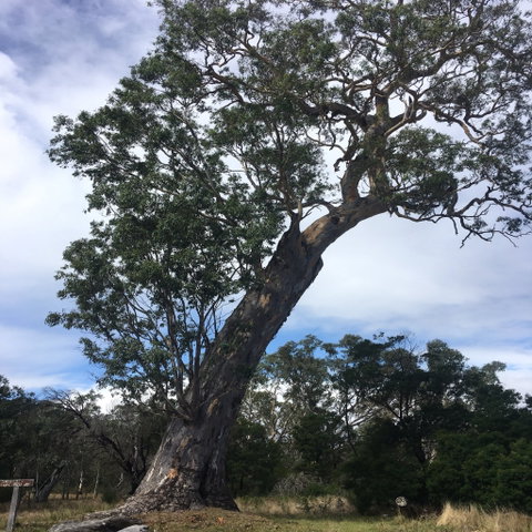 Bilston's Tree - Accommodation Whitsundays 0