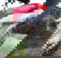 Bream Creek Farmers Market - Accommodation Whitsundays