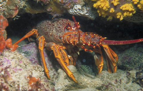 Eagle Rock Marine Sanctuary - Accommodation Whitsundays 1