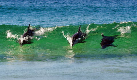 Eurobodalla - Accommodation Whitsundays 1