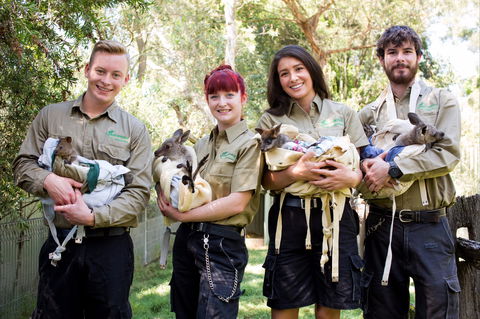 Featherdale Wildlife Park - Accommodation Whitsundays 0