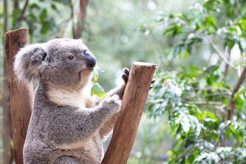 Featherdale Wildlife Park - Accommodation Whitsundays 1