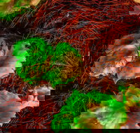 Ghost Mushroom Lane - Accommodation Whitsundays