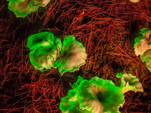 Ghost Mushroom Lane - Accommodation Whitsundays 0