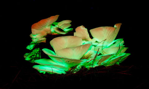 Ghost Mushroom Lane - Accommodation Whitsundays 1