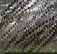 Lookout Hill  Circuit Walk - Accommodation Whitsundays