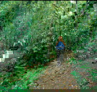 Mount Cougal Springbrook National Park - Accommodation Whitsundays