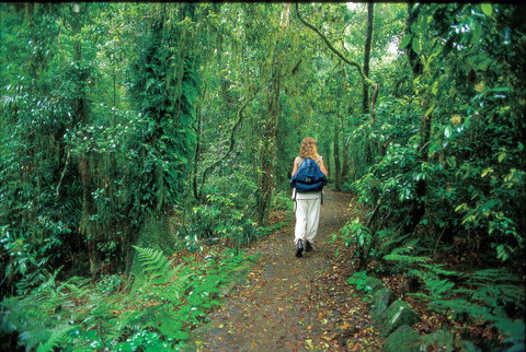 Mount Cougal, Springbrook National Park - Accommodation Whitsundays 0