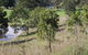 Mt Piper Nature Conservation Reserve - thumb 1