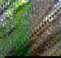 Murray Scrub walking track - Accommodation Whitsundays