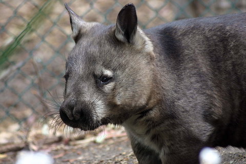 Peel Zoo - Accommodation Whitsundays 0