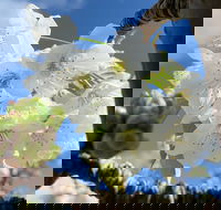 Tasmania Birchs Bay Cherries - Accommodation Whitsundays