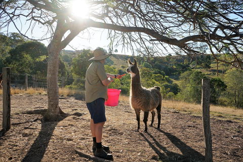 The Llama Farm - Accommodation Whitsundays 2