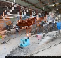 The Equine Club - Accommodation Whitsundays
