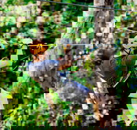 TreeTop Challenge Currumbin Wildlife Sanctuary - Accommodation Whitsundays