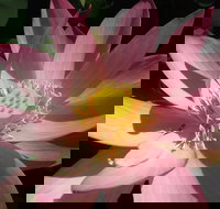 Wallis Creek Water Garden - Accommodation Whitsundays