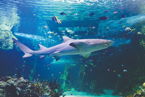 Hop-On Hop-Off Bus And Cruise PLUS Attractions - Accommodation Whitsundays 9