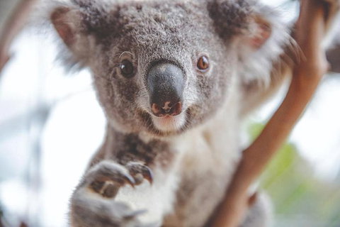 Hop-On Hop-Off Bus And Cruise PLUS Attractions - Accommodation Whitsundays 1