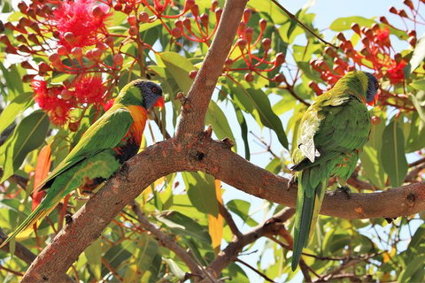 Half Day Manly Beach And More - Accommodation Whitsundays 10