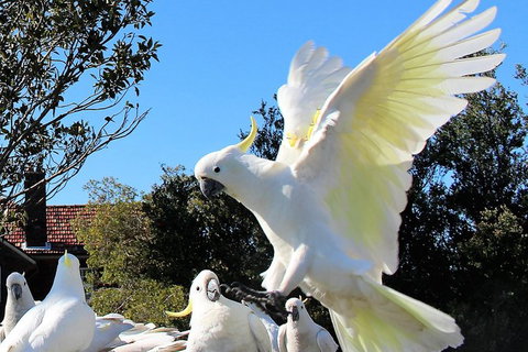 Half Day Manly Beach And More - Accommodation Whitsundays 1