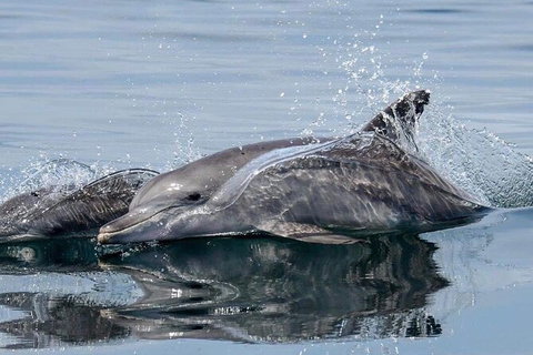 Julian Rocks Byron Bay Cruise - Accommodation Whitsundays 1