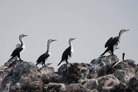 Julian Rocks Byron Bay Cruise - Accommodation Whitsundays 10
