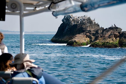 Julian Rocks Byron Bay Cruise - Accommodation Whitsundays 20