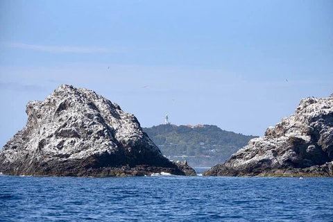 Julian Rocks Byron Bay Cruise - Accommodation Whitsundays 14