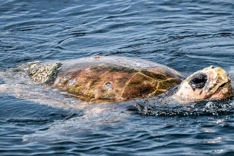Julian Rocks Byron Bay Cruise - Accommodation Whitsundays 16