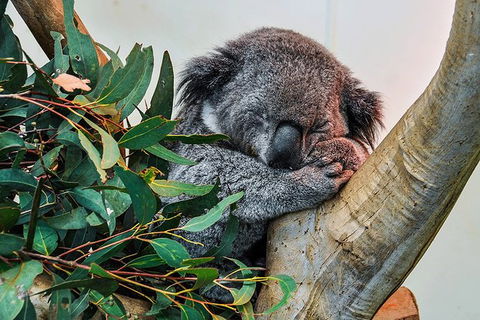 Blue Mountains Highlights, Wildlife Park And Scenic World Full Day Private Tour - Accommodation Whitsundays 1