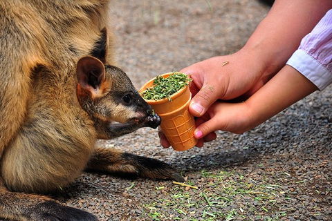 Blue Mountains Highlights, Wildlife Park And Scenic World Full Day Private Tour - Accommodation Whitsundays 3