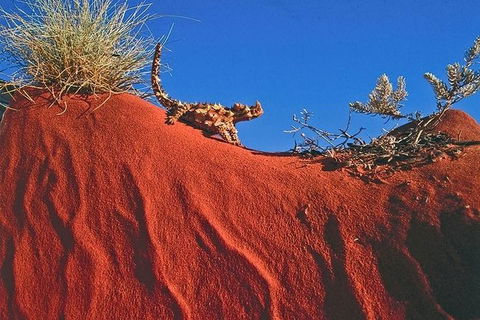Alice Springs, Uluru Ayers Rock & Kings Canyon 8 Days Touring Package - Accommodation Whitsundays 4