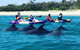 Half Day Dolphin Kayaking And Snorkeling Tour - thumb 1