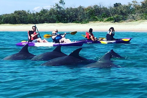Half Day Dolphin Kayaking And Snorkeling Tour - Accommodation Whitsundays 1