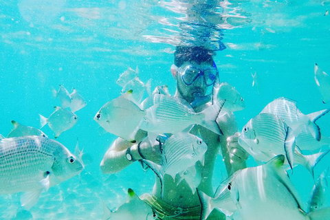 Half Day Dolphin Kayaking And Snorkeling Tour - Accommodation Whitsundays 3