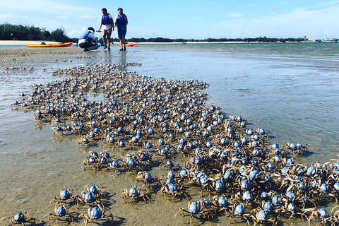 Half Day Dolphin Kayaking And Snorkeling Tour - Accommodation Whitsundays 10