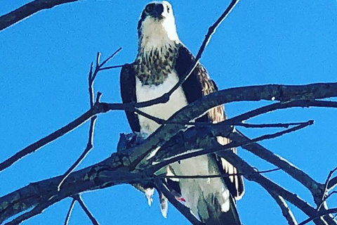 Half Day Dolphin Kayaking And Snorkeling Tour - Accommodation Whitsundays 7