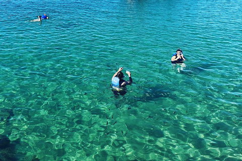 Half Day Dolphin Kayaking And Snorkeling Tour - Accommodation Whitsundays 12