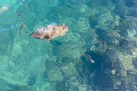 Aquascene Magnetic Island Discovery Tour - Accommodation Whitsundays 6