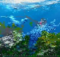 Full Day Snorkel In The Great Barrier Reef - Accommodation Whitsundays