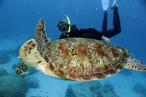 Full Day Snorkel In The Great Barrier Reef - Accommodation Whitsundays 4